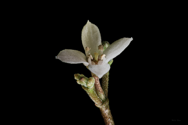 APII jpeg image of Zieria southwellii  © contact APII