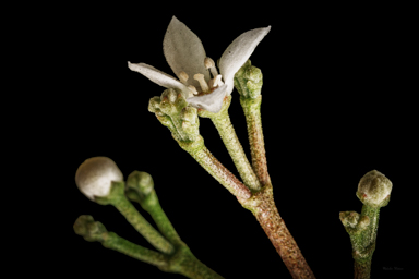 APII jpeg image of Zieria southwellii  © contact APII
