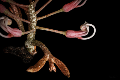 APII jpeg image of Hakea clavata  © contact APII